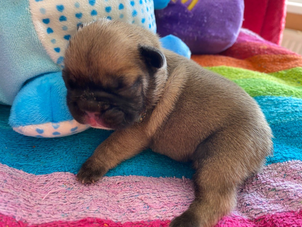 du square du p'tit quinquin - Chiots disponibles - Bouledogue français