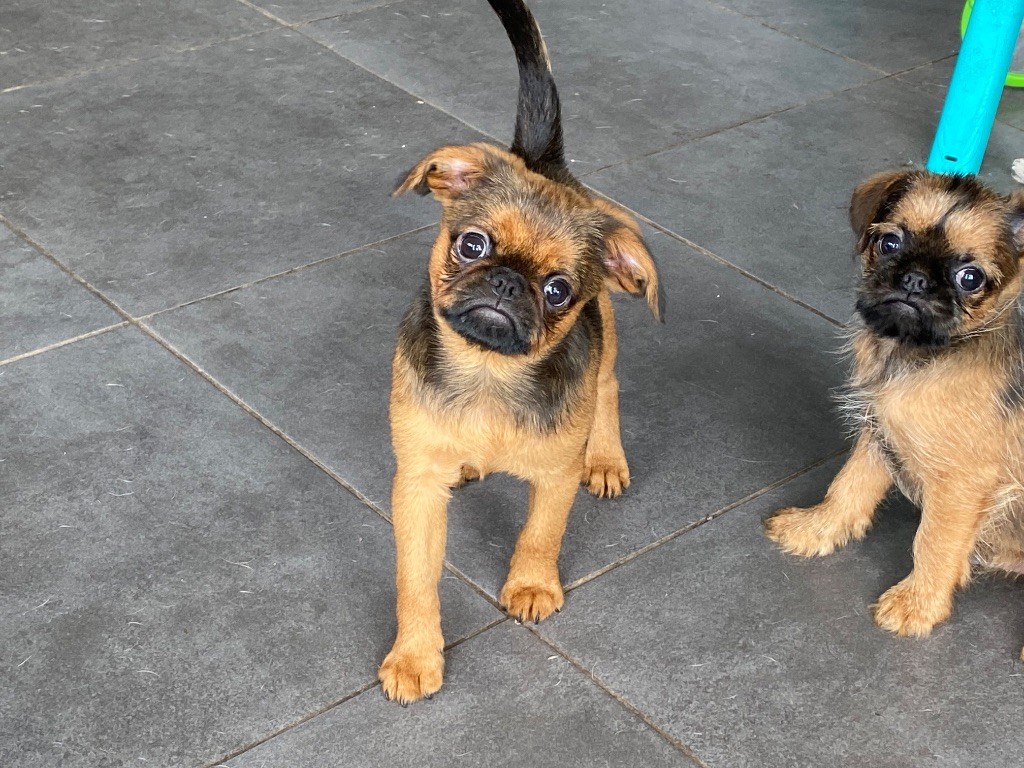 du square du p'tit quinquin - Chiots disponibles - Griffon bruxellois