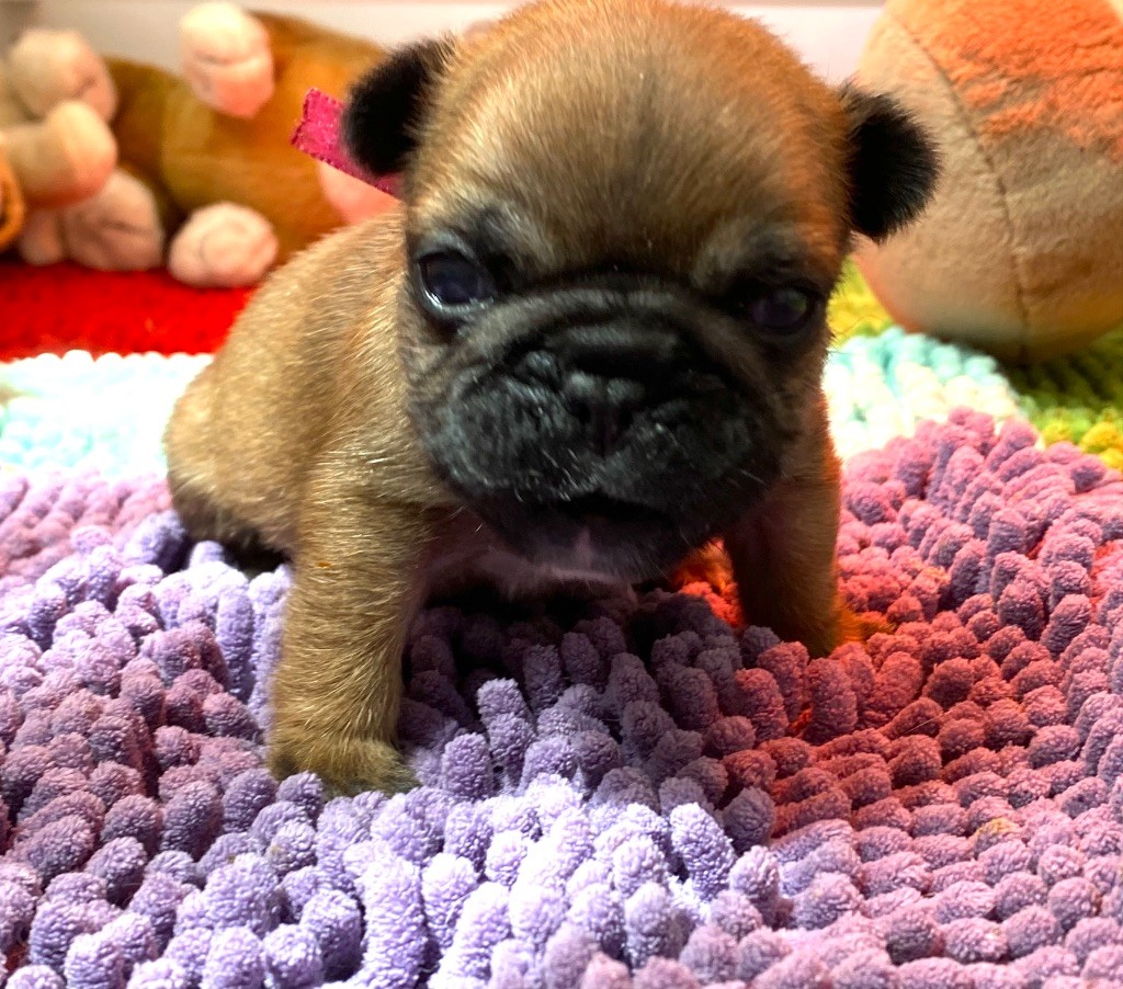 du square du p'tit quinquin - Chiots disponibles - Bouledogue français