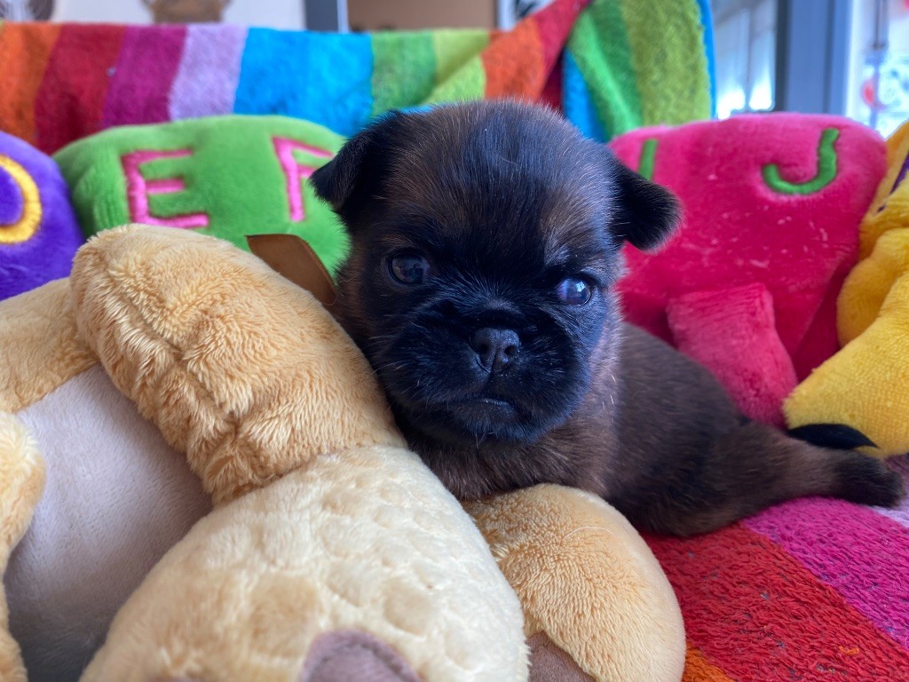 du square du p'tit quinquin - Chiots disponibles - Griffon belge