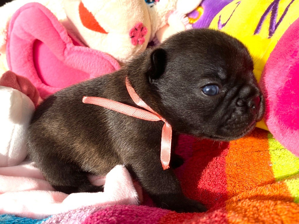 du square du p'tit quinquin - Chiots disponibles - Bouledogue français