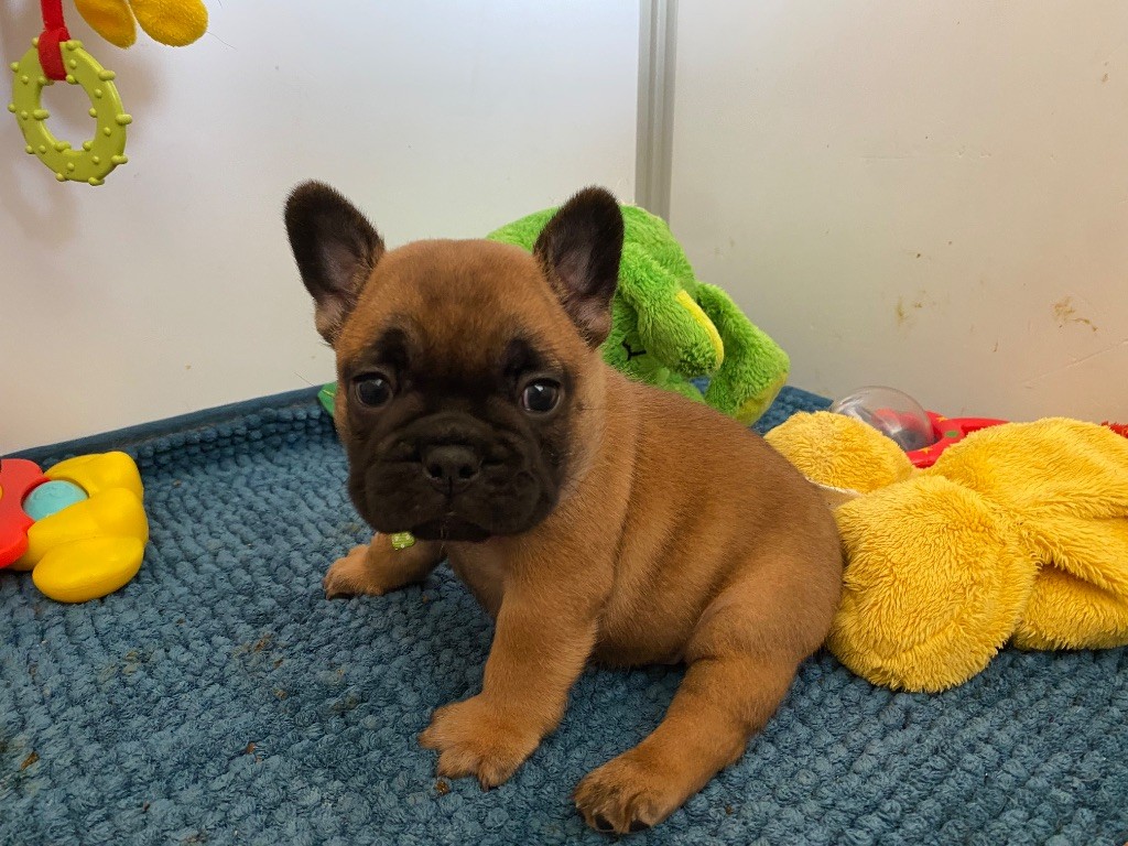 du square du p'tit quinquin - Chiots disponibles - Bouledogue français
