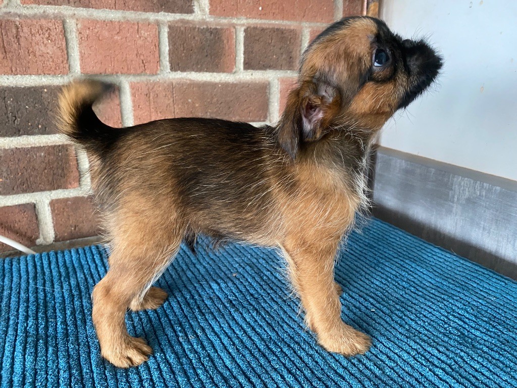 du square du p'tit quinquin - Chiots disponibles - Griffon belge