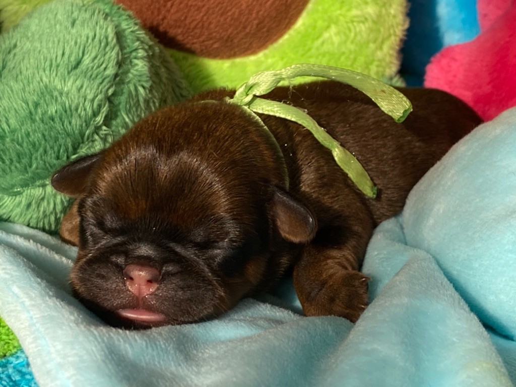 du square du p'tit quinquin - Chiots disponibles - Griffon bruxellois