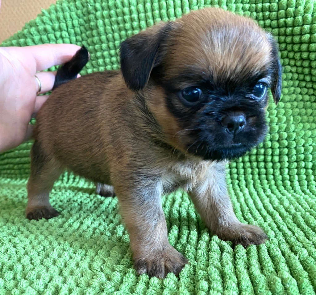 du square du p'tit quinquin - Chiots disponibles - Griffon bruxellois