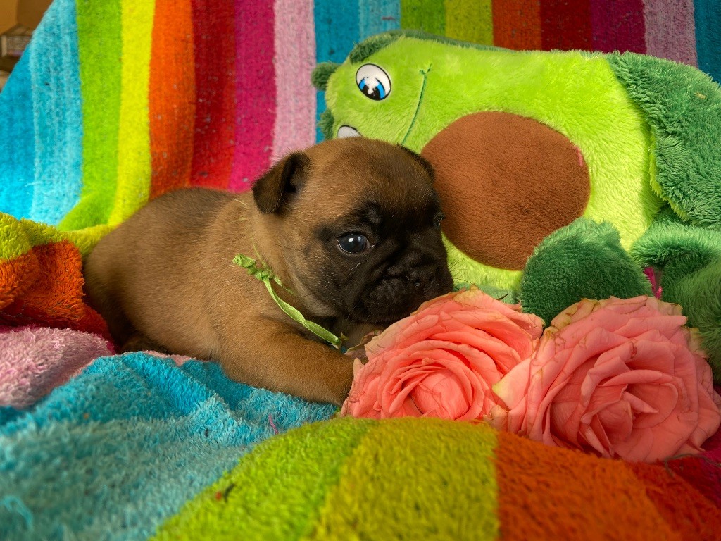 du square du p'tit quinquin - Chiots disponibles - Bouledogue français