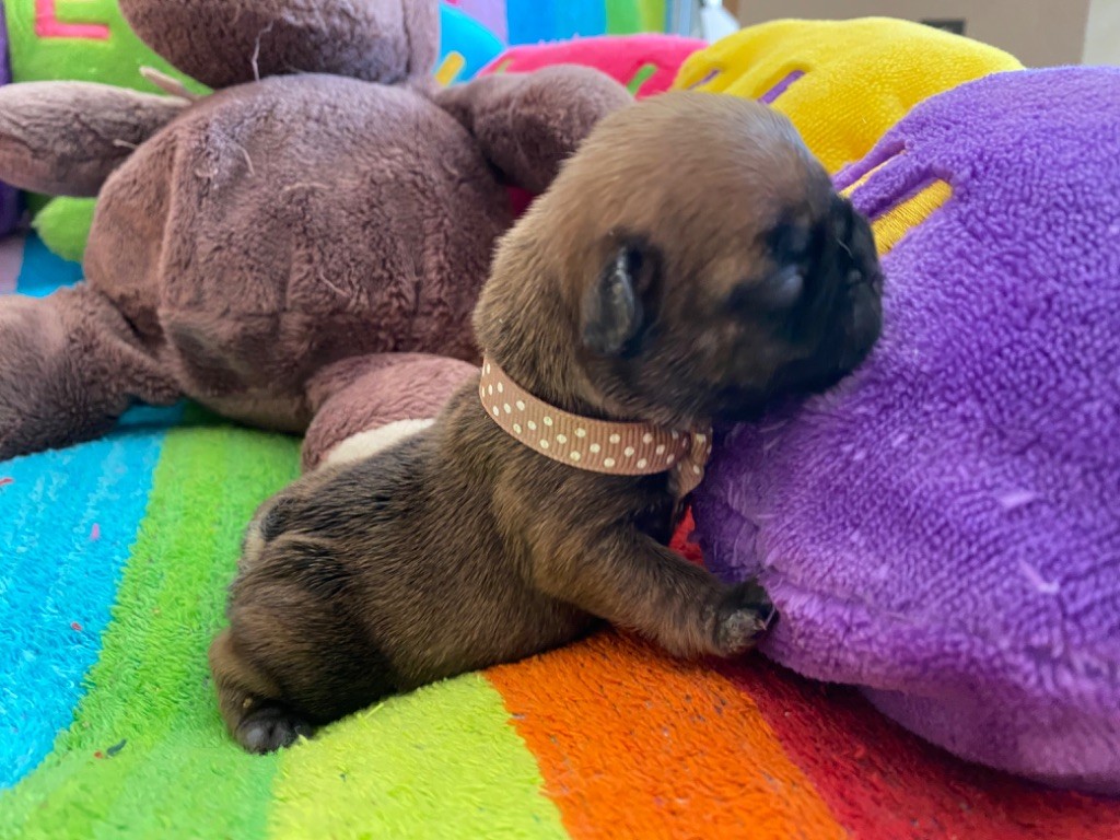 du square du p'tit quinquin - Chiots disponibles - Bouledogue français