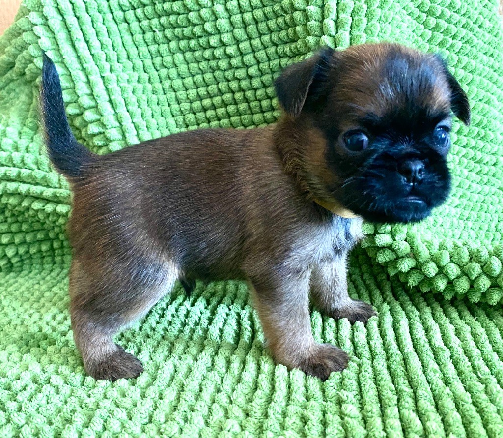 du square du p'tit quinquin - Chiots disponibles - Griffon belge