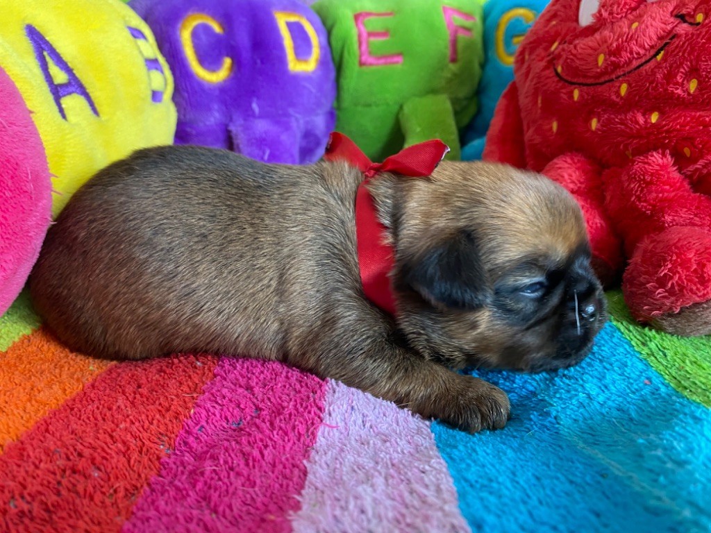 du square du p'tit quinquin - Chiots disponibles - Griffon belge