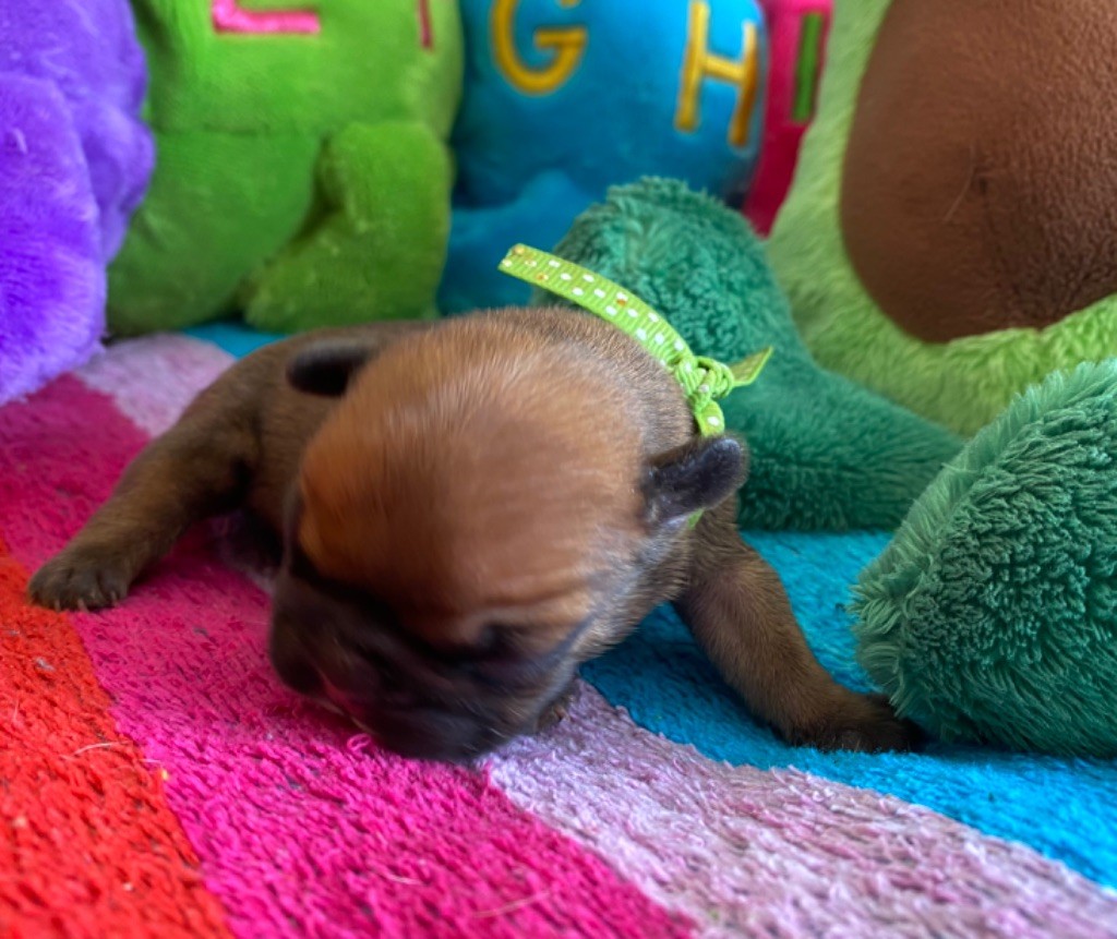 du square du p'tit quinquin - Chiots disponibles - Bouledogue français