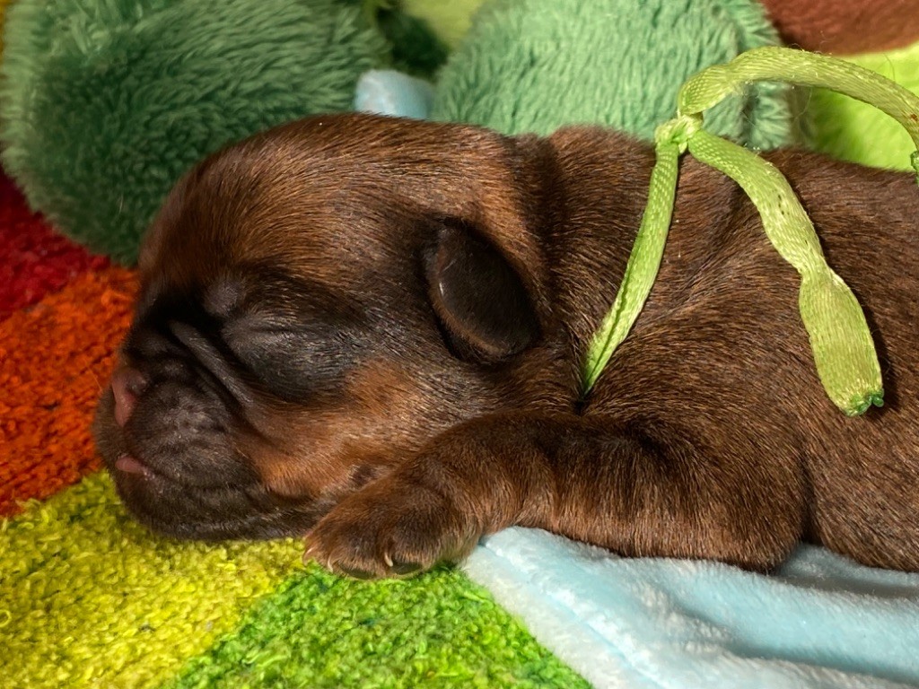 du square du p'tit quinquin - Chiots disponibles - Griffon belge