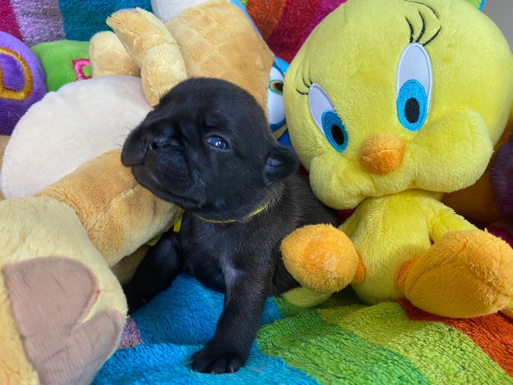 du square du p'tit quinquin - Chiots disponibles - Bouledogue français