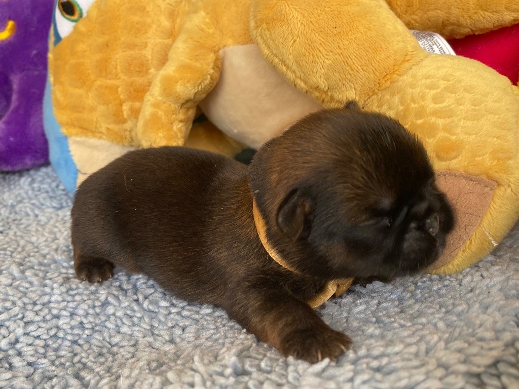 du square du p'tit quinquin - Chiots disponibles - Griffon bruxellois