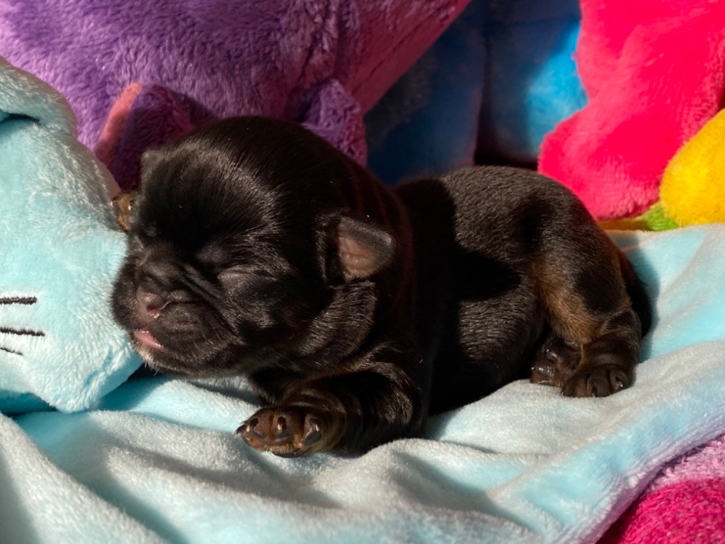 du square du p'tit quinquin - Chiots disponibles - Petit Brabançon