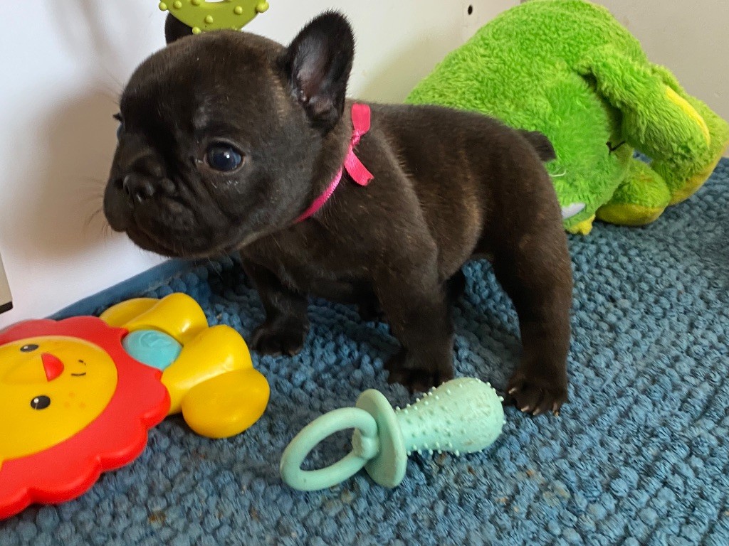 du square du p'tit quinquin - Chiots disponibles - Bouledogue français