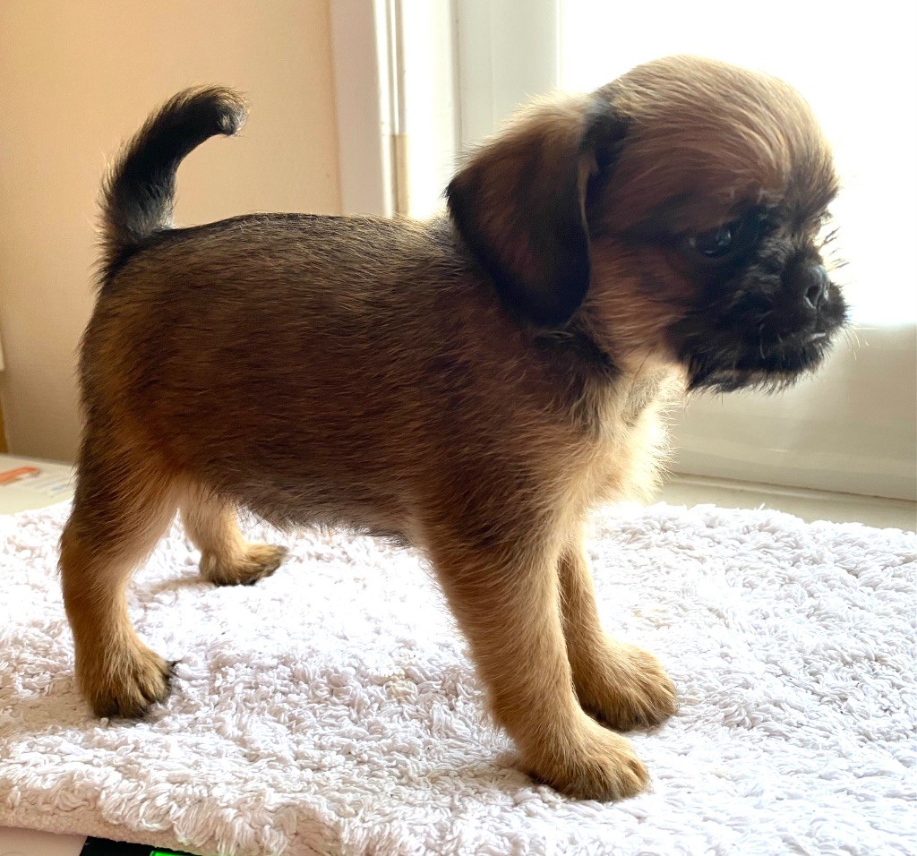 du square du p'tit quinquin - Chiots disponibles - Griffon bruxellois