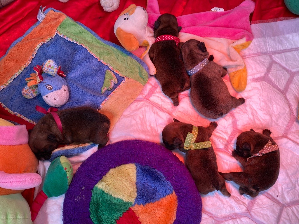 du square du p'tit quinquin - Chiots disponibles - Bouledogue français
