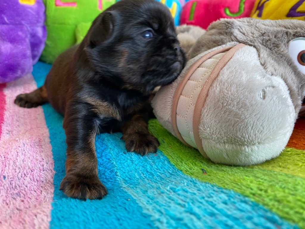 du square du p'tit quinquin - Chiots disponibles - Griffon belge