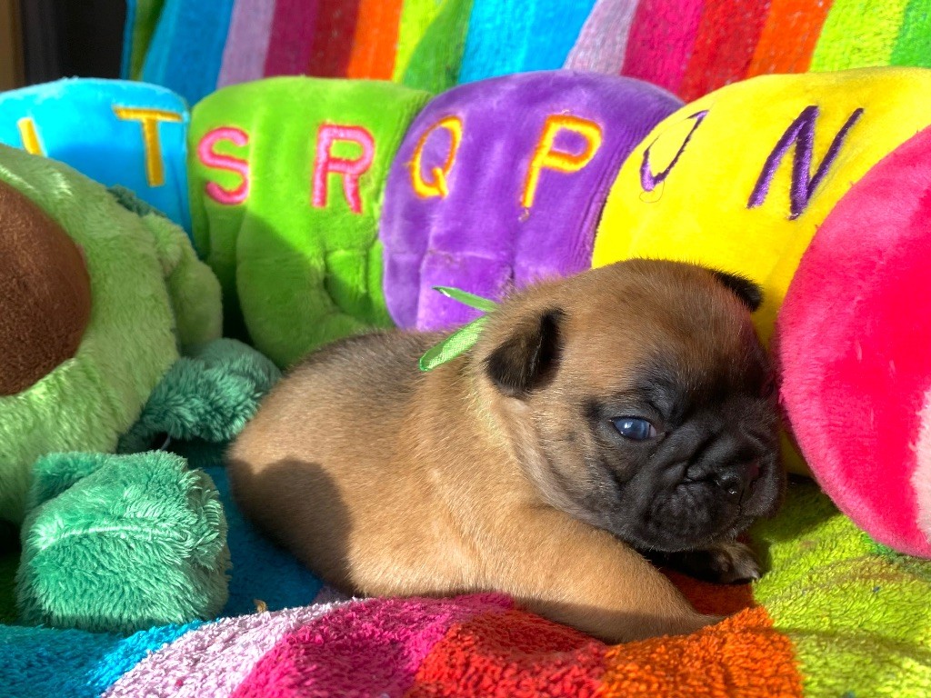 du square du p'tit quinquin - Chiots disponibles - Bouledogue français