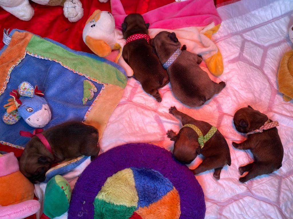 du square du p'tit quinquin - Chiots disponibles - Bouledogue français