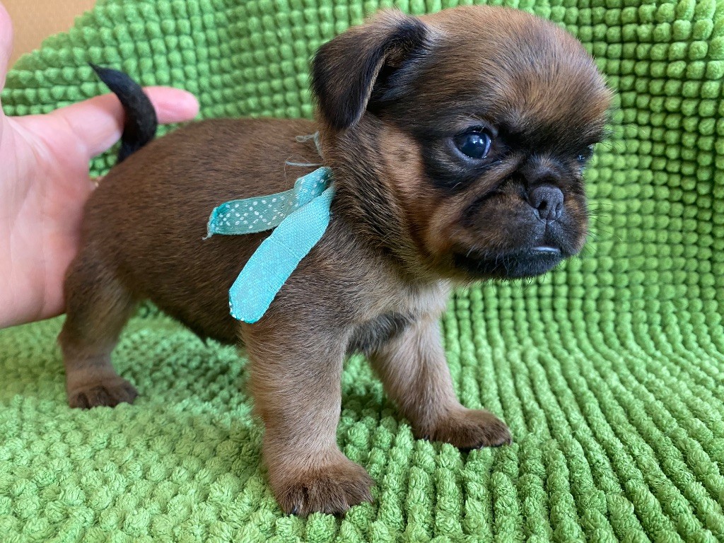 du square du p'tit quinquin - Chiots disponibles - Griffon belge