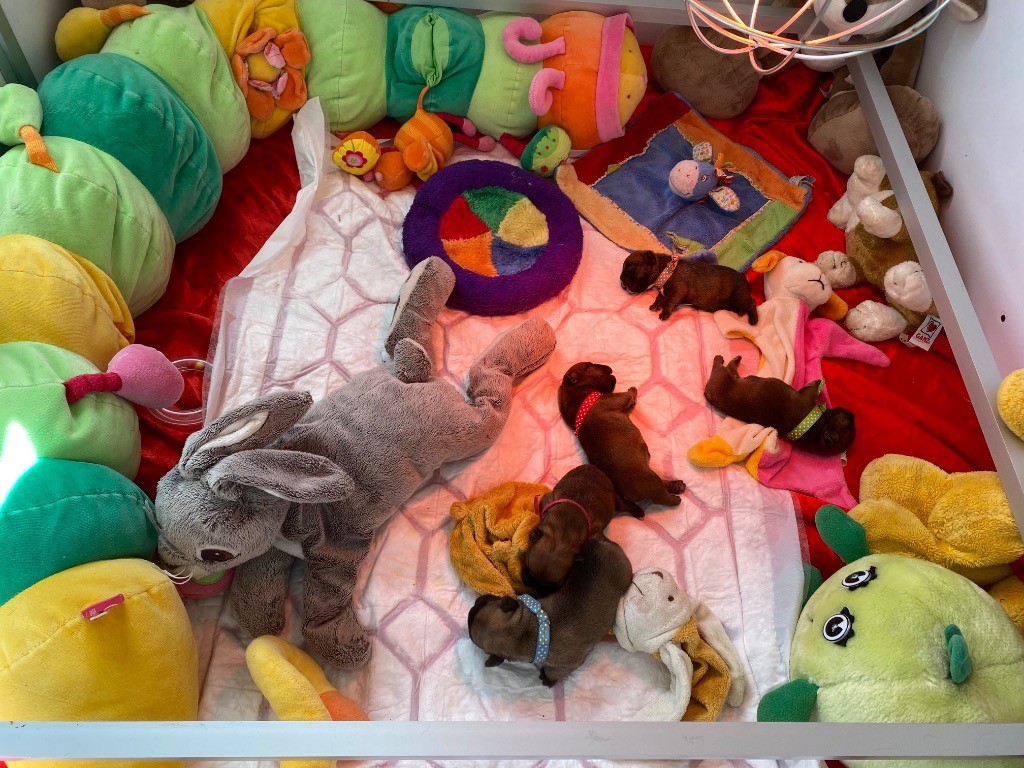du square du p'tit quinquin - Chiots disponibles - Bouledogue français