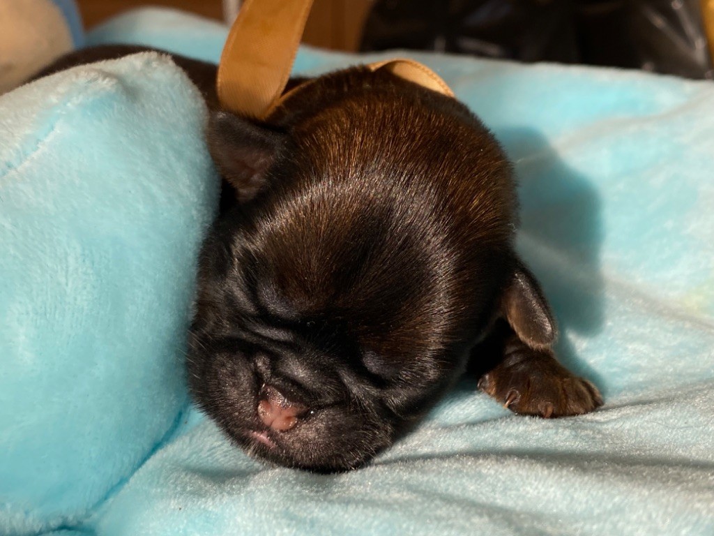 du square du p'tit quinquin - Chiots disponibles - Griffon bruxellois