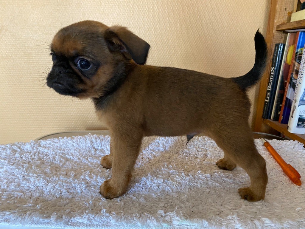 du square du p'tit quinquin - Chiots disponibles - Petit Brabançon