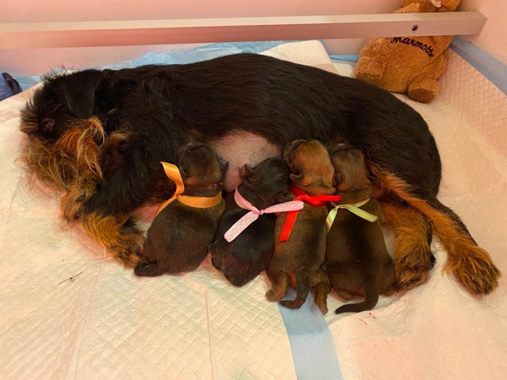 Chiot Griffon belge du square du p'tit quinquin