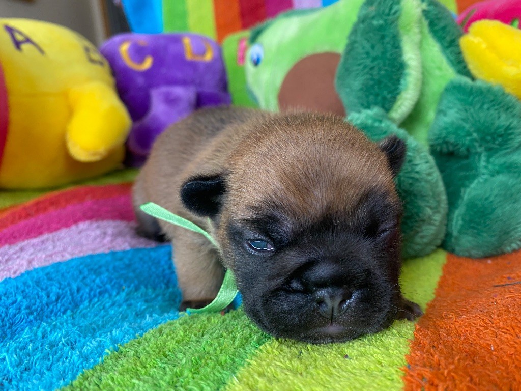 du square du p'tit quinquin - Chiots disponibles - Bouledogue français
