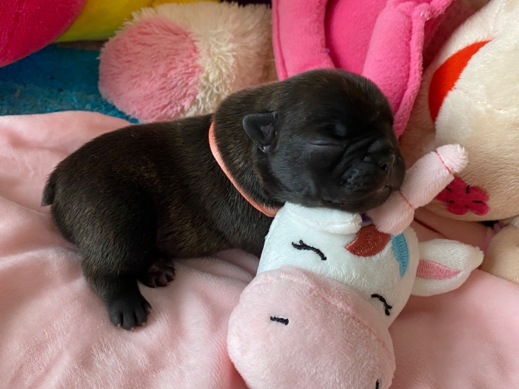 du square du p'tit quinquin - Chiots disponibles - Bouledogue français