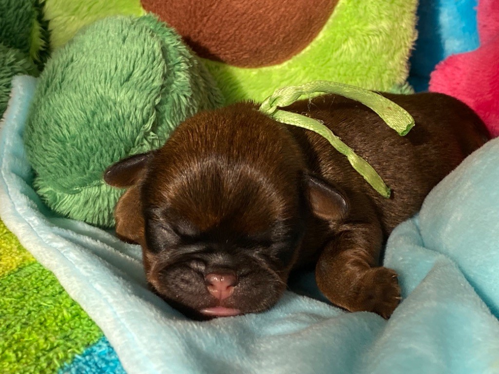 du square du p'tit quinquin - Chiots disponibles - Petit Brabançon