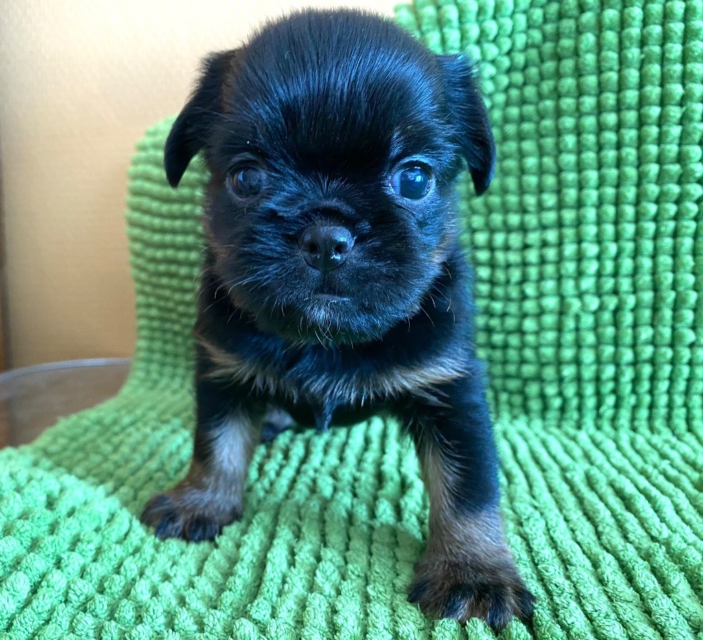 du square du p'tit quinquin - Chiots disponibles - Petit Brabançon