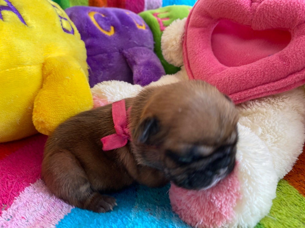 du square du p'tit quinquin - Chiots disponibles - Bouledogue français