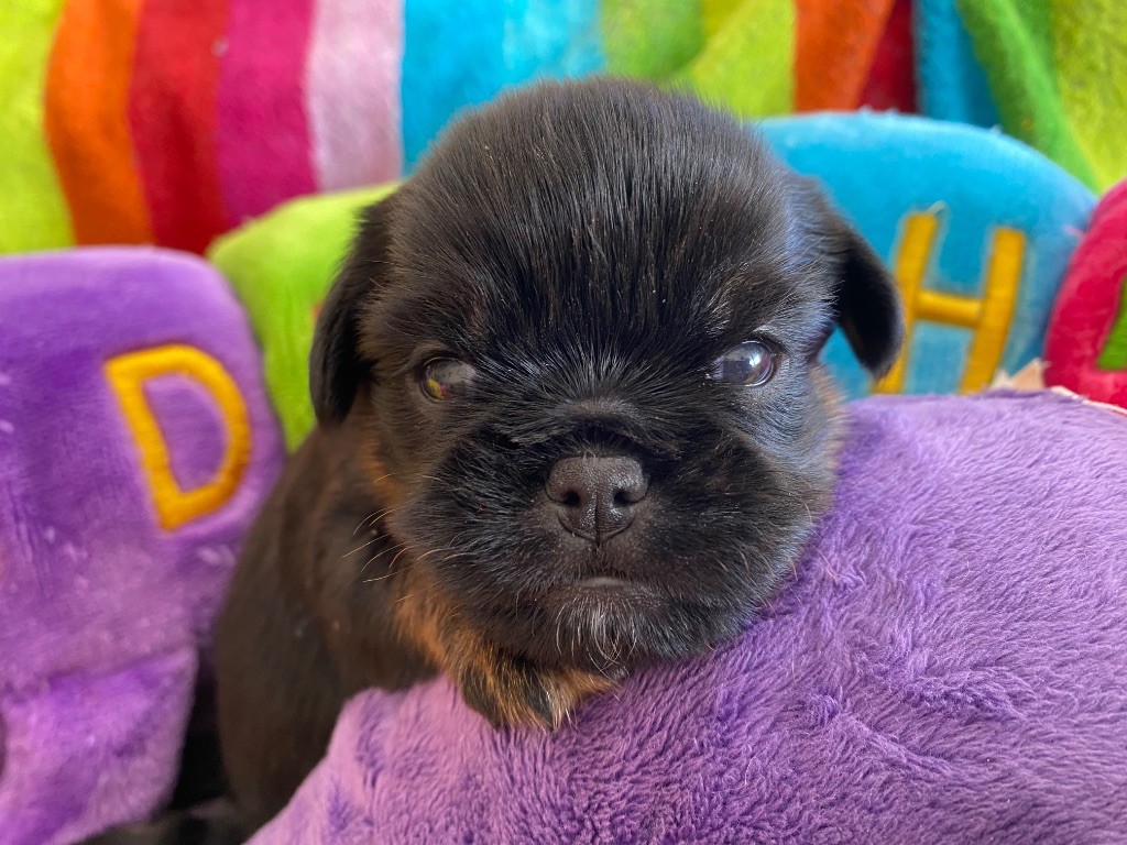 du square du p'tit quinquin - Chiots disponibles - Griffon belge