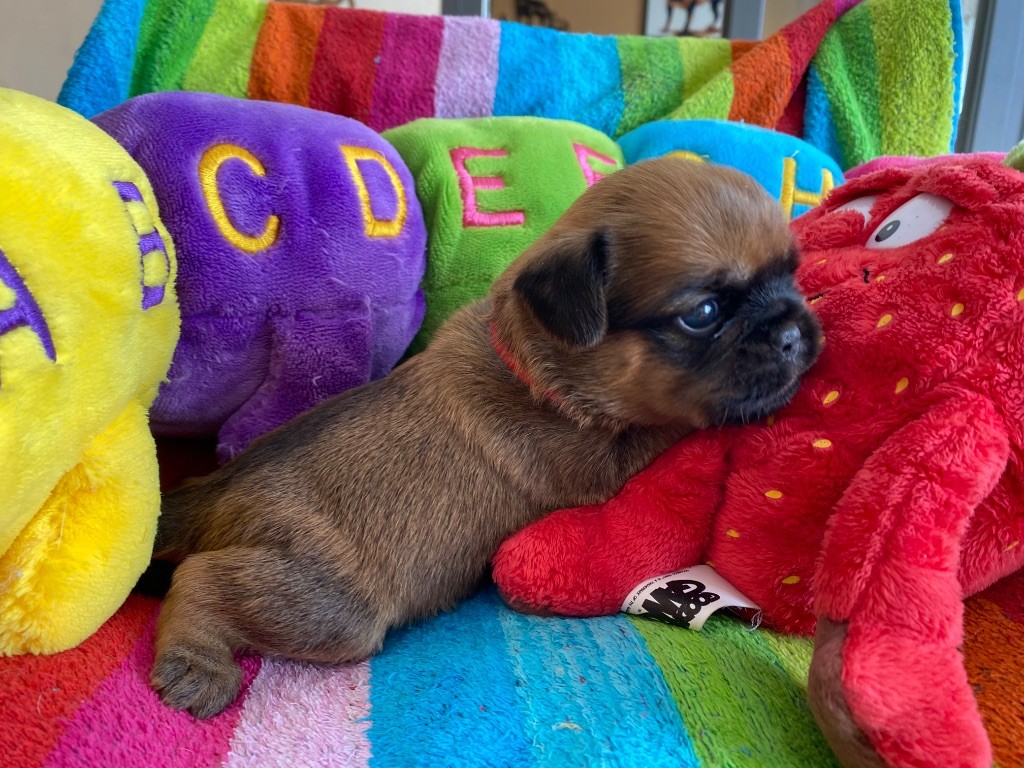 du square du p'tit quinquin - Chiots disponibles - Griffon belge