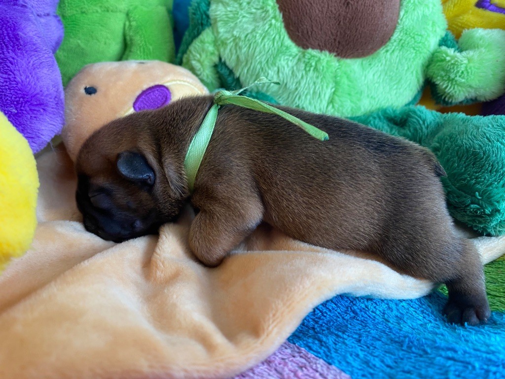 du square du p'tit quinquin - Chiots disponibles - Bouledogue français