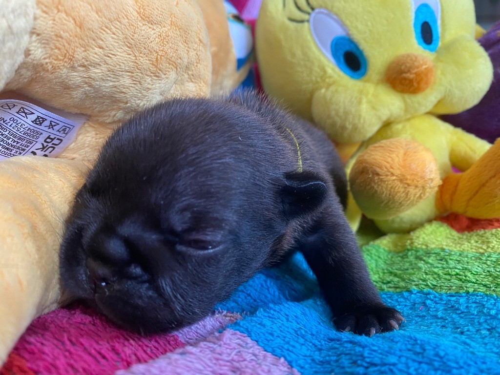 du square du p'tit quinquin - Chiots disponibles - Bouledogue français
