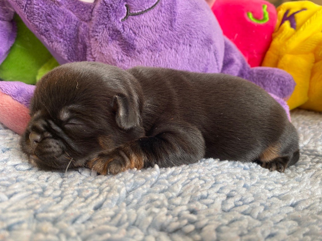 du square du p'tit quinquin - Chiots disponibles - Griffon belge