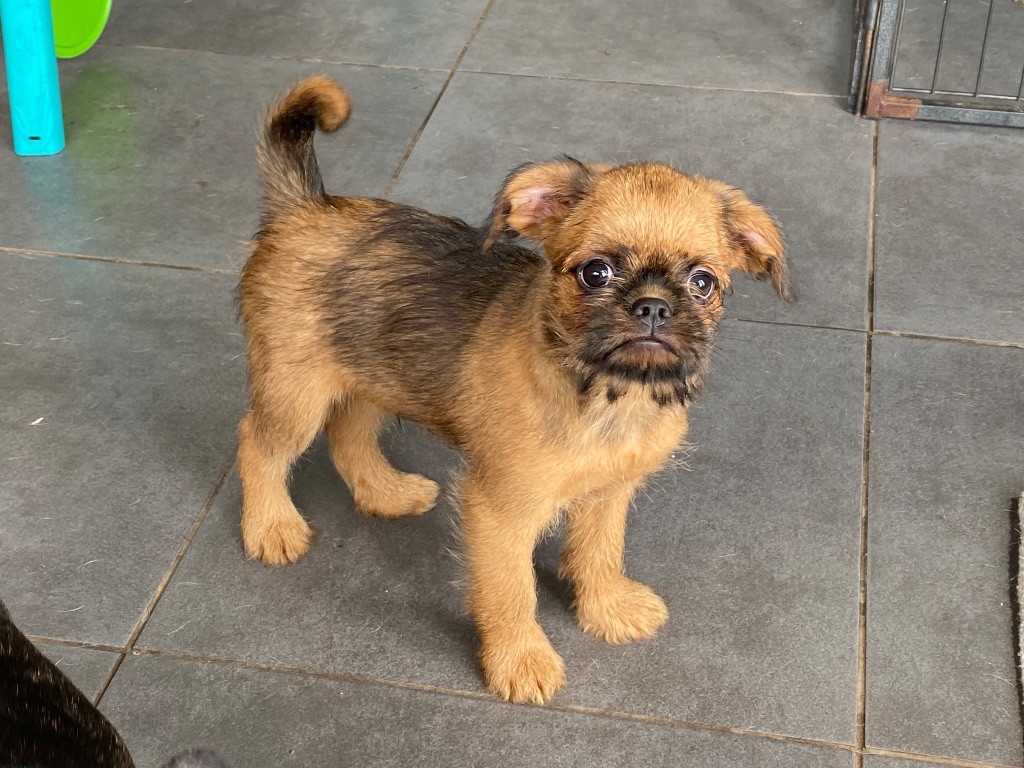 du square du p'tit quinquin - Chiots disponibles - Griffon bruxellois