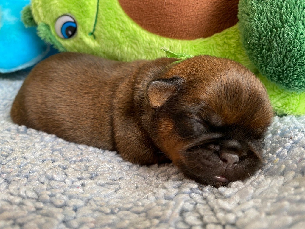 du square du p'tit quinquin - Chiots disponibles - Griffon belge