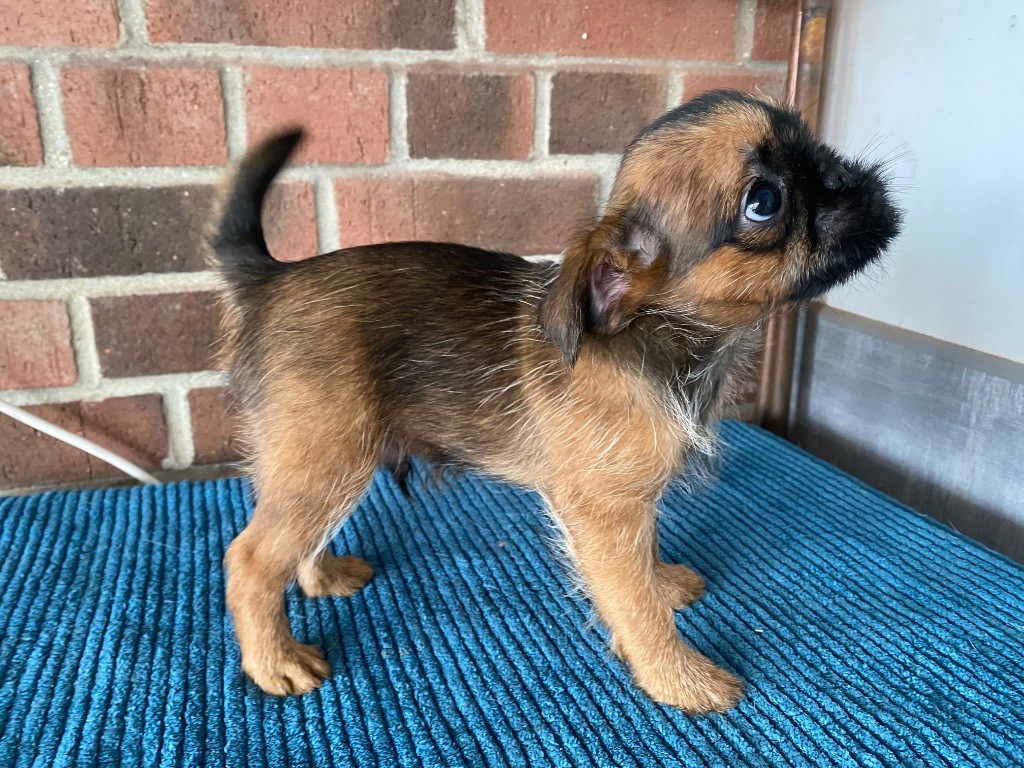 du square du p'tit quinquin - Chiots disponibles - Petit Brabançon