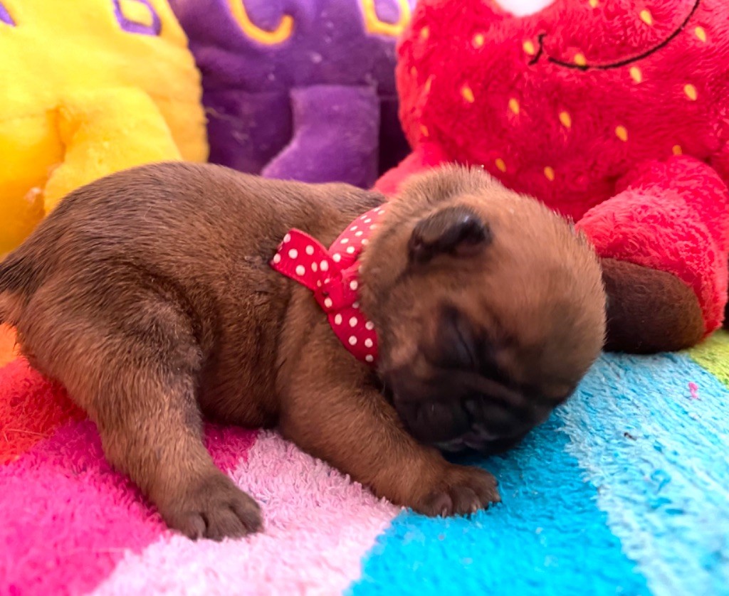 du square du p'tit quinquin - Chiots disponibles - Bouledogue français