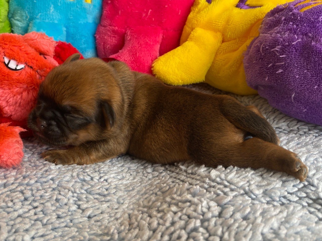 du square du p'tit quinquin - Chiots disponibles - Griffon belge