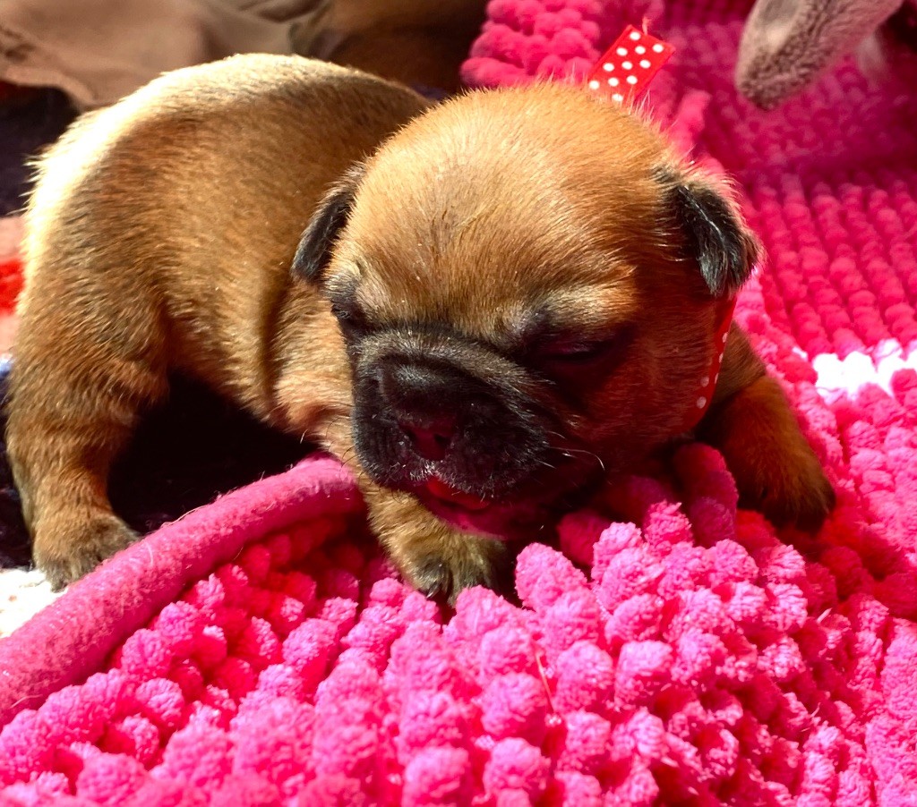Chiot Bouledogue français du square du p'tit quinquin