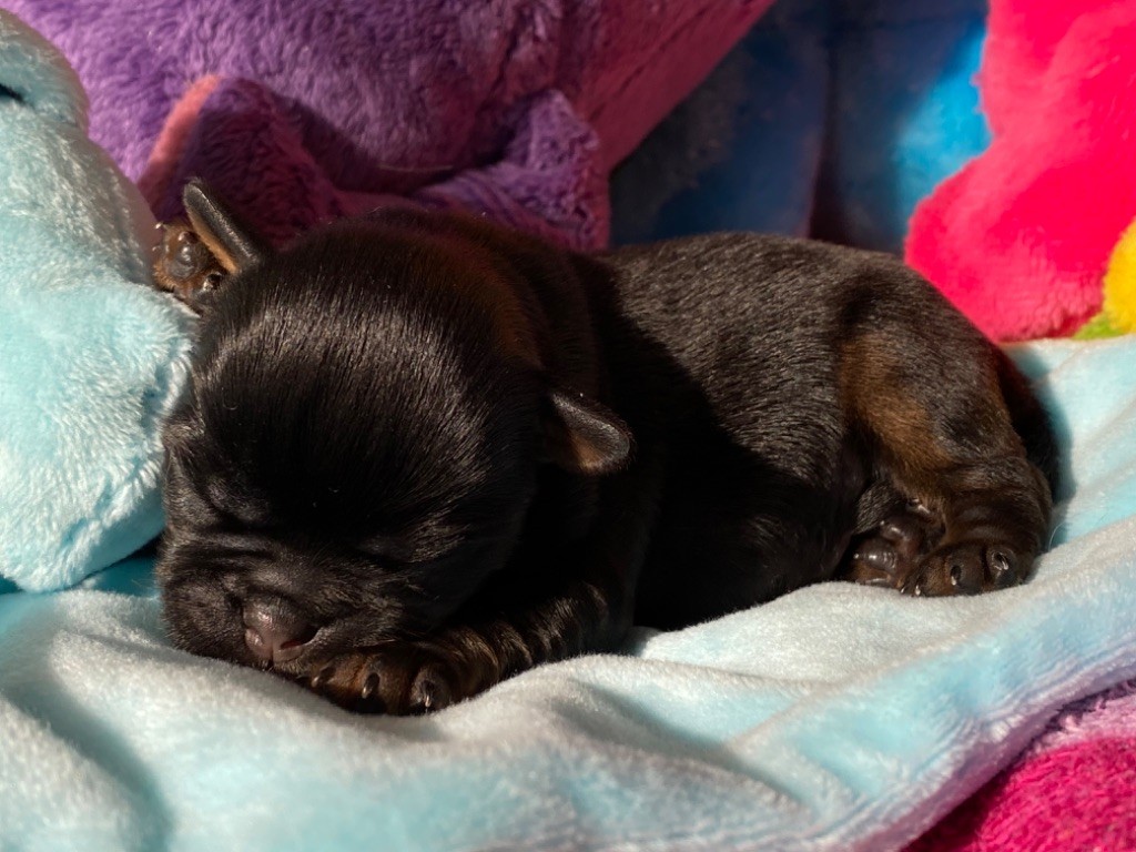 du square du p'tit quinquin - Chiots disponibles - Griffon bruxellois
