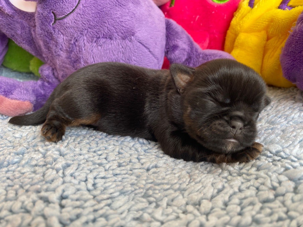 du square du p'tit quinquin - Chiots disponibles - Griffon bruxellois