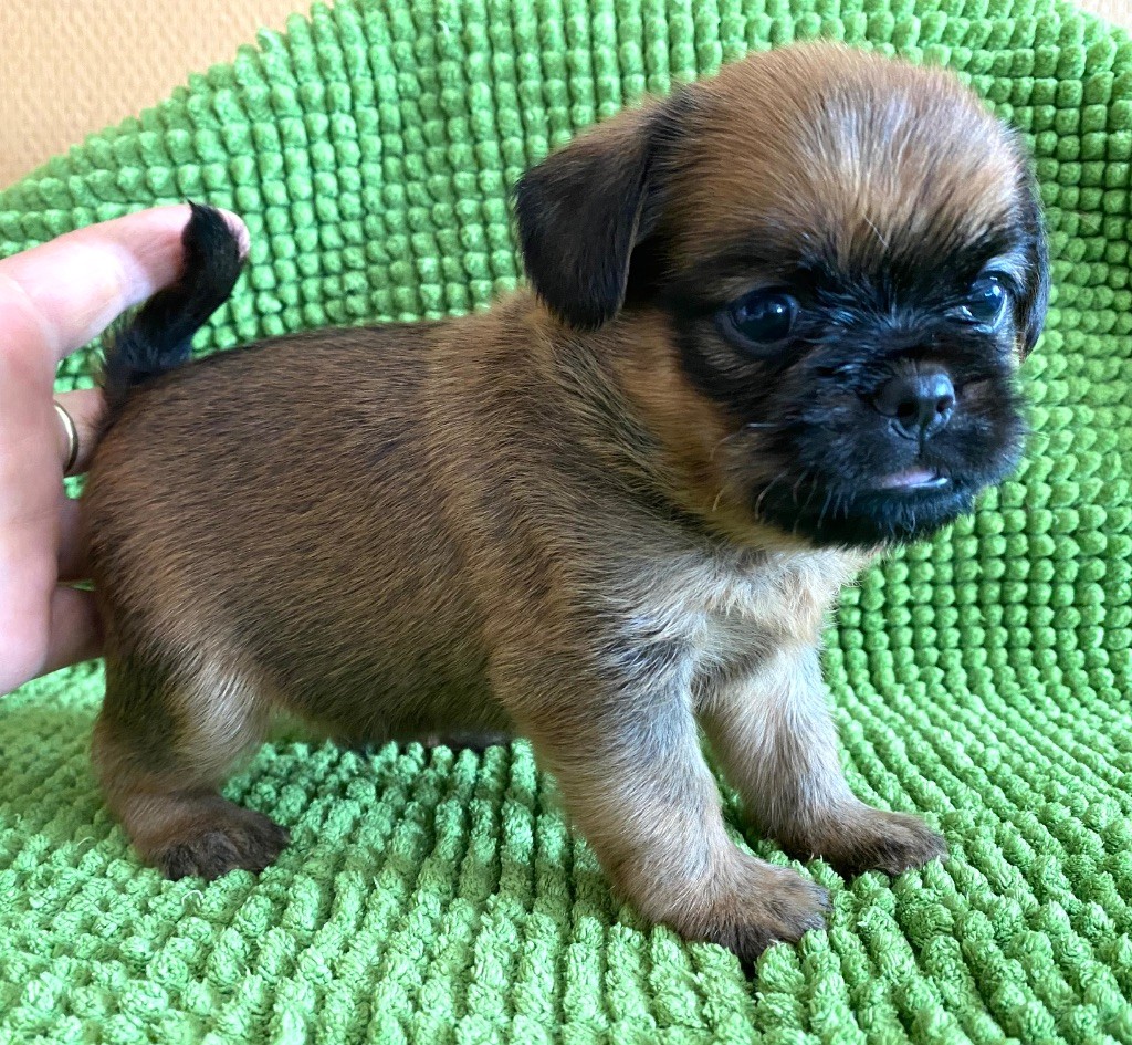 du square du p'tit quinquin - Chiots disponibles - Griffon belge