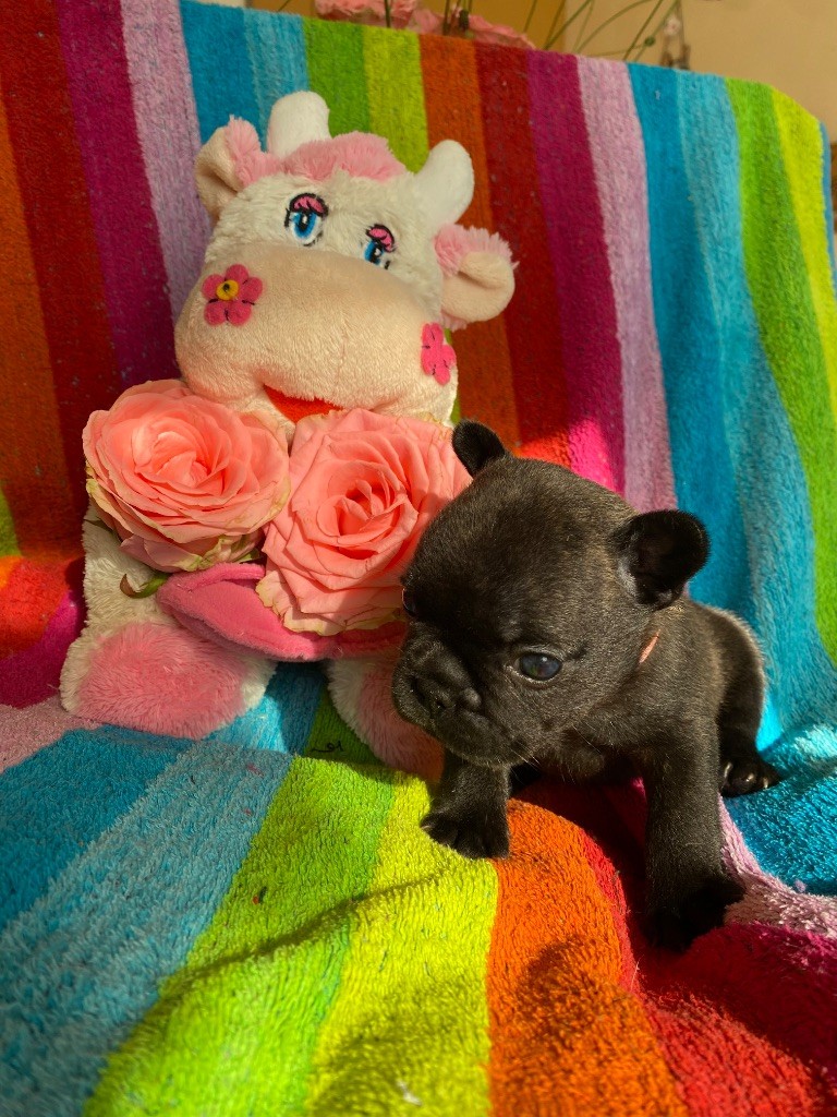 du square du p'tit quinquin - Chiots disponibles - Bouledogue français