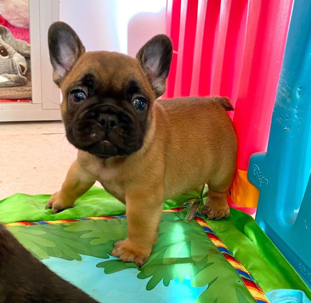 du square du p'tit quinquin - Chiots disponibles - Bouledogue français